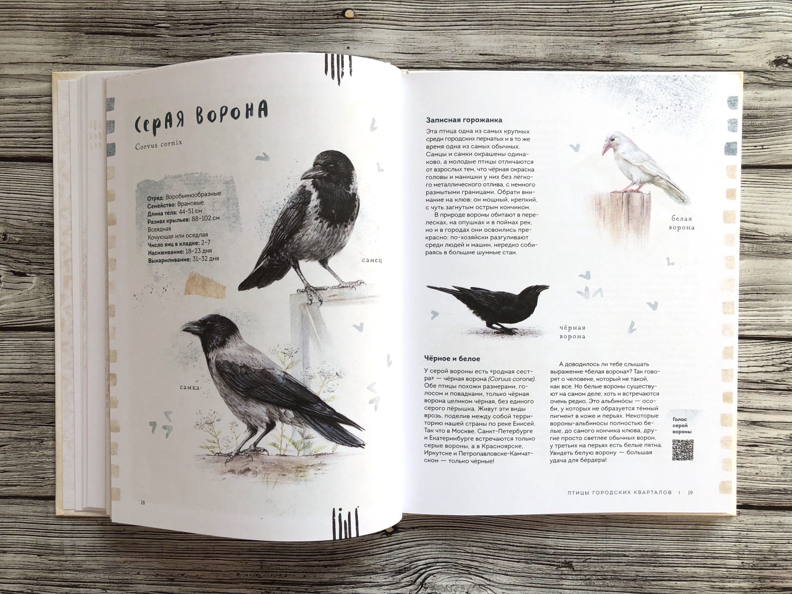 Очень красивая и полезная книга о птицах для детей - Птицы в городе 9