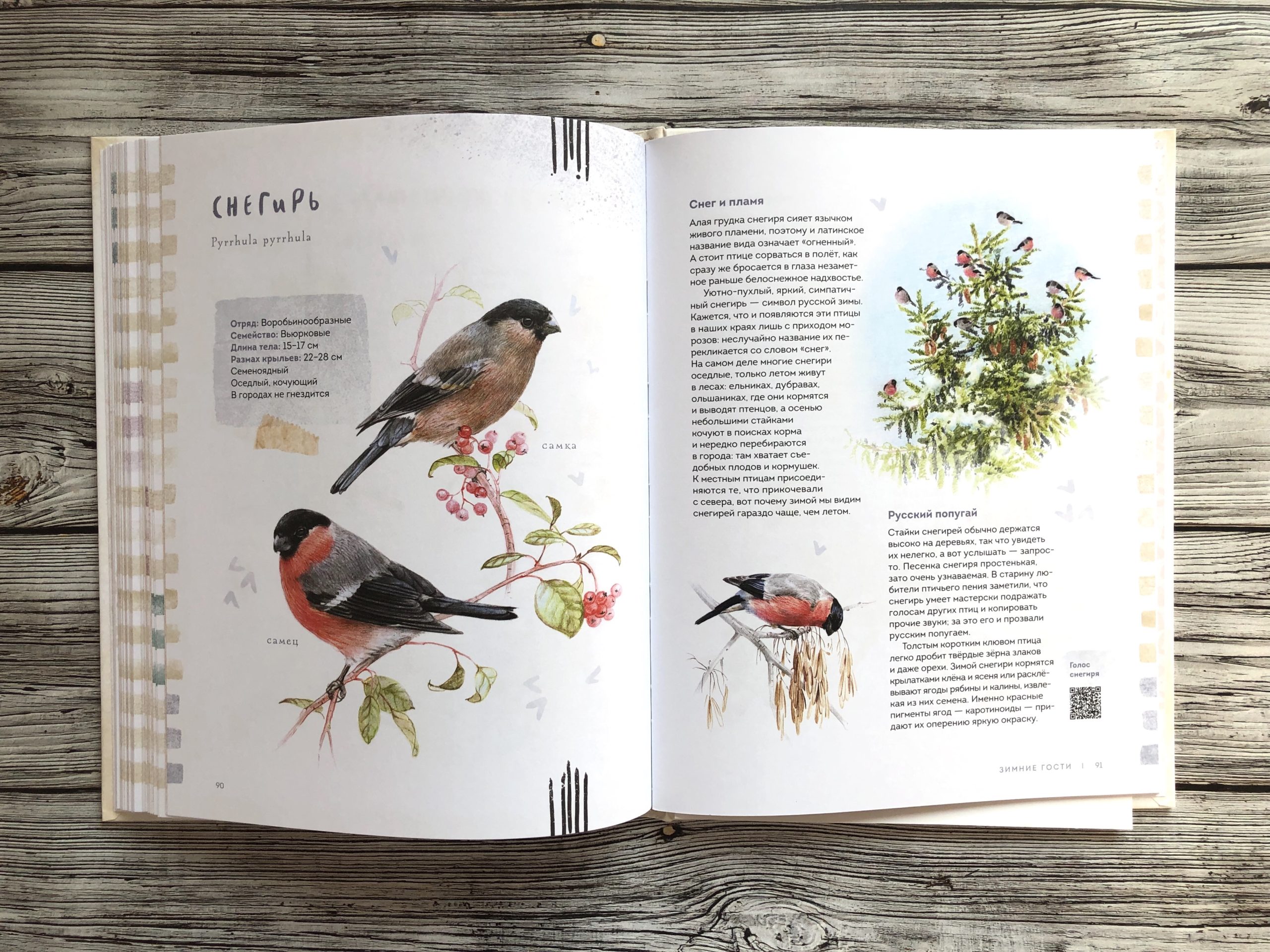 Очень красивая и полезная книга о птицах для детей - Птицы в городе 16
