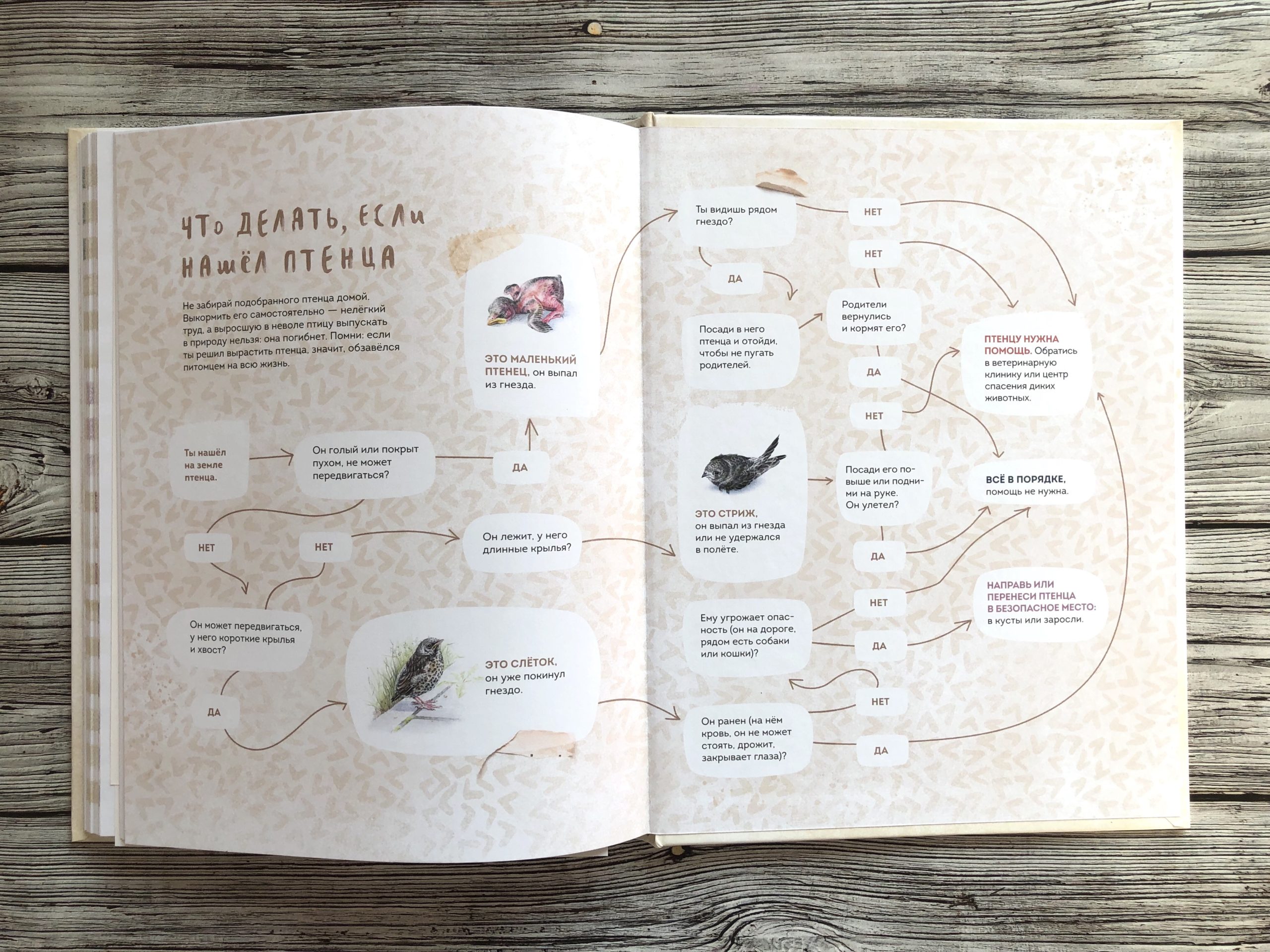 Очень красивая и полезная книга о птицах для детей - Птицы в городе 18